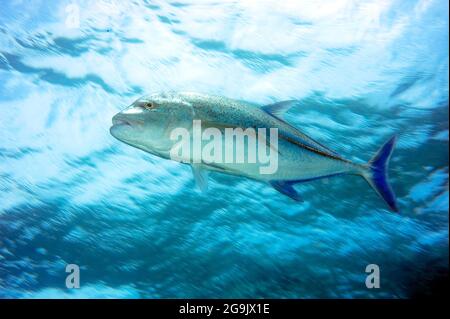 Riesiger trevaler (Caranx ignobilis), der im blauen Wasser, im Roten Meer, in Ägypten schwimmt Stockfoto