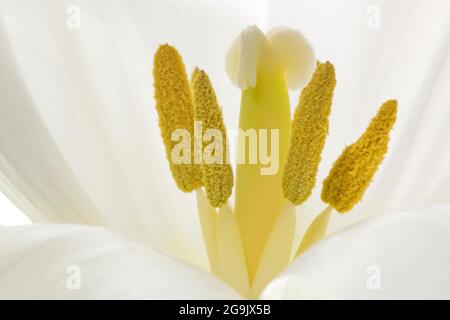 Tulpe (Tulipa), Blume, weiß, Stempeln und Staubgefäße, Baden-Württemberg, Deutschland Stockfoto