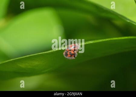 Paarung des Vedalia-Käfer (Novius cardinalis) auf dem orangefarbenen Mikan-Blatt, Stadt Isehara, Präfektur Kanagawa, Japan Stockfoto