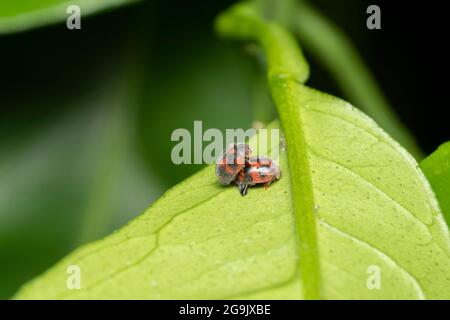 Paarung des Vedalia-Käfer (Novius cardinalis) auf dem orangefarbenen Mikan-Blatt, Stadt Isehara, Präfektur Kanagawa, Japan Stockfoto