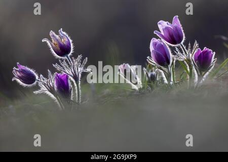 Gemeine Pasque-Blume (Pulsatilla) vulgaris, NP Eifel Stockfoto