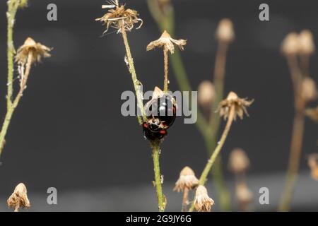 Paarung von Cheilomenes sexmaculata, Stadt Yokohama, Präfektur Kanagawa, Japan Stockfoto