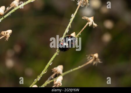 Paarung von Cheilomenes sexmaculata, Stadt Yokohama, Präfektur Kanagawa, Japan Stockfoto