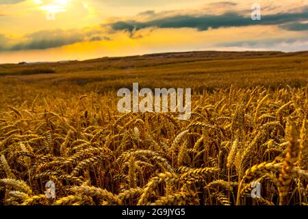Goldenes Weizenfeld in der untergehenden Sonne. Polen Stockfoto