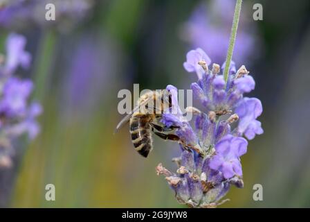 Honigbiene (APIs mellifera), Sammeln von Nektar auf Lavendel (Lavandula angustifolia), Baden-Württemberg, Deutschland Stockfoto
