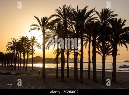 Silhouette von Palmen bei Sonnenaufgang, Villajoyosa Beach, Spanien Stockfoto