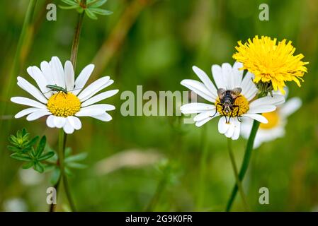 Spanische Fliege (Lytta vesicatoria) und Hausfliege (Muscidae) auf blühenden Margueriten (Leucanthemum) auf wilder, natürlicher Blumenwiese, Deutschland Stockfoto