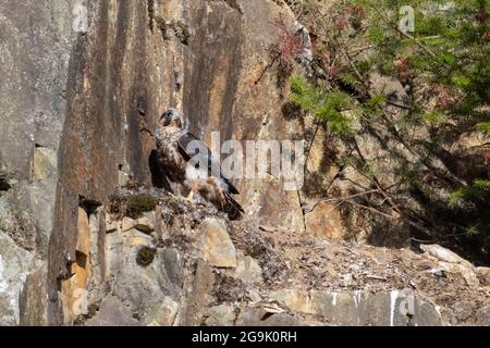 Jugendlicher Falkenvögel im Abbotsford-Steinbruch BC Kanada Stockfoto