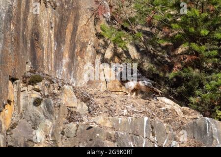 Jugendlicher Falkenvögel im Abbotsford-Steinbruch BC Kanada Stockfoto