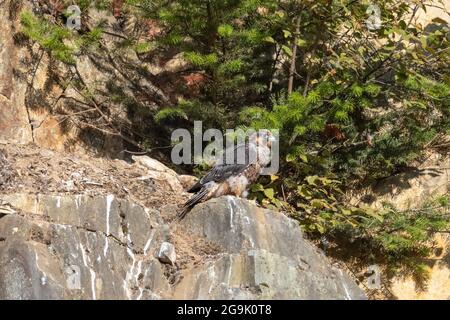 Jugendlicher Falkenvögel im Abbotsford-Steinbruch BC Kanada Stockfoto