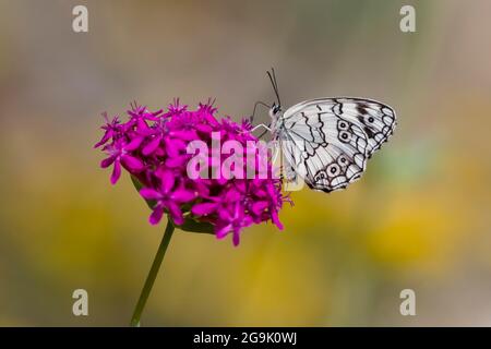 Marmorweiß (Melanargia galathea) auf blühender Pflanze sitzend, Kerkini-See, Mazedonien, Griechenland Stockfoto