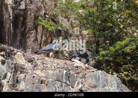 Jugendlicher Falkenvögel im Abbotsford-Steinbruch BC Kanada Stockfoto