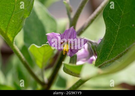 Blühende Bio Aubergine , auch bekannt als Aubergine oder Brinjal (Solanum melongena) im Gewächshaus. Nahaufnahme. Details. Stockfoto