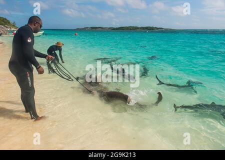 Lokale Führer füttern Zitronen- und Riffhaie in den türkisfarbenen Gewässern der Exumas, Bahamas, Karibik Stockfoto