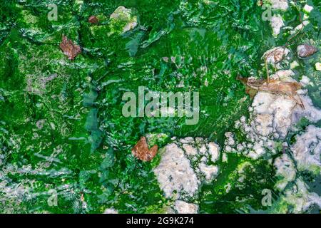 Grüner Schwefel, Kawayu Onsen, Akan-Nationalpark, Hokkaido, Japan Stockfoto