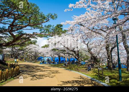 Kirschblüte im Hakodate Park, Hakodate, Hokkaido, Japan Stockfoto