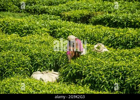 Teeleiferin, die auf einer Teeplantage in den Virega-Bergen in Ruanda, Afrika, arbeitet Stockfoto