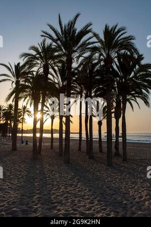 Silhouette von Palmen bei Sonnenaufgang, Villajoyosa Beach, Spanien Stockfoto