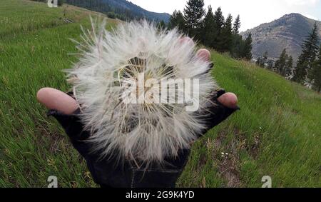 Minturn, COLORADO, USA. Juli 2021. 26. Juli 2021. Avon, Colo, USA. Ein gelber Salsify, dessen lateinischer Name .Tragopogon dubius ist und eine Samenschote hat, die zwischen 3 und 4 Zoll misst, sieht aus wie ein gewöhnlicher Dandelion. Sie wächst entlang des Everkrisp Mountainbike- und Wanderweges zwischen Minturn und Avon, Colorado. (Bild: © Ralph Lauer/ZUMA Press Wire) Stockfoto