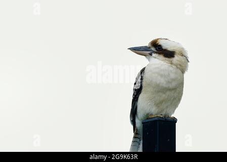 Ein Kookaburra, der auf einem Pfosten mit weißem Hintergrund sitzt Stockfoto