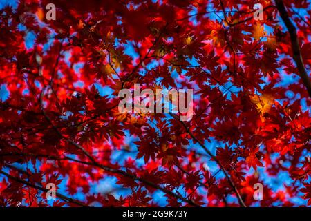 Herbstlicher Schmuck, rote Blätter aus Ahorn. Stockfoto