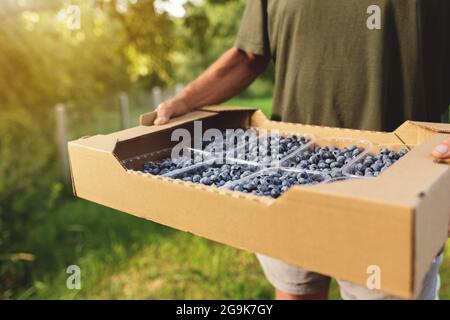 Älterer Mann hält eine Schachtel mit frisch angebauter Heidelbeere. Gesunde Ernährung und Alzheimer oder Demenz Heilungskonzept. Landwirt kultiviert und erntet Stockfoto