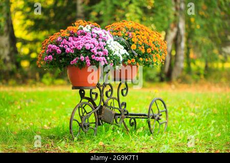 Korb mit Blumen auf dem Kofferraum eines alten Fahrrads. Garteneinrichtung im provenzalischen Stil. Blumenlieferung. Online-Bestellung in einem Blumenladen. Wiederverwendung von Dingen, das zweite Leben des Fahrrads. Stockfoto