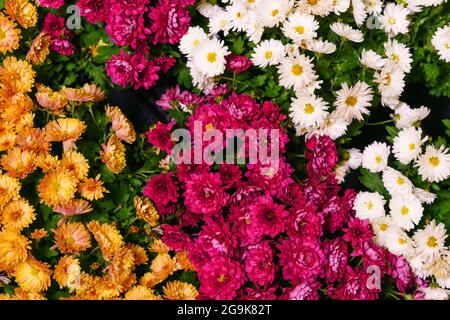 Schöne Tapete in verschiedenen Farben von Chrysantheme. Natur Herbst floralen Hintergrund. Chrysantheme Blütezeit. Viele getopfte Chrysanthemenblumen werden im Blumenladen verkauft. Stockfoto