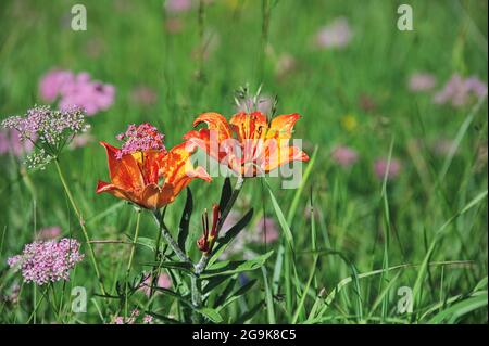 Nahaufnahme einer orangen Alpenlilie auf der Wiese Stockfoto