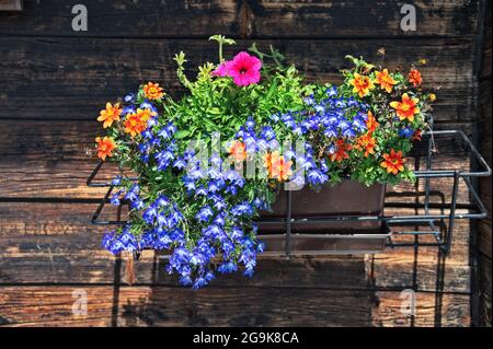 Bunte Blumen auf Holzgrund Stockfoto