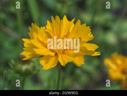 Lanceleaf Coreopsis, auch bekannt als Lance-leaved Coreopsis, Lanceleaf Tickseed oder Sand Coreopsis. Die Nahaufnahme der gelben Blüte auf grünem Hintergrund. Stockfoto