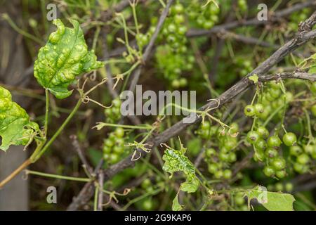 Krankheiten und Schädlinge von Beerensträuchern . Gall liegt auf Johannisbeeren. Beschädigte Blätter auf einer roten Johannisbeere. Stockfoto