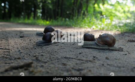 Migration von Traubenschnecken in einem bewaldeten Gebiet. Eine Gruppe Venusmuscheln krabbelt entlang der Straße Stockfoto