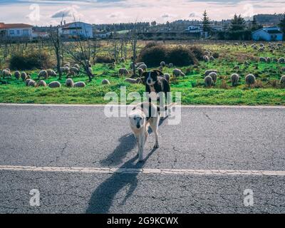 Zwei schwarze und weiße Schäferhunde auf einer leeren ländlichen Straße mit einer Herde Schafe hinter sich Stockfoto