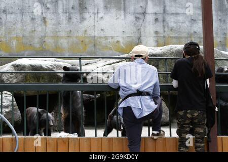 Okuhida, Nagano, Japan, 2021-26-07 , Schwarzbären im Okuhida Zoo, wo Touristen über hundert japanische Schwarzbären sehen können. Stockfoto