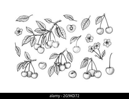 Set von handgezeichneten Kirschbeeren, Ästen und Blumen isoliert auf weißem Hintergrund. Vektorgrafik im Skizzenstil Stock Vektor