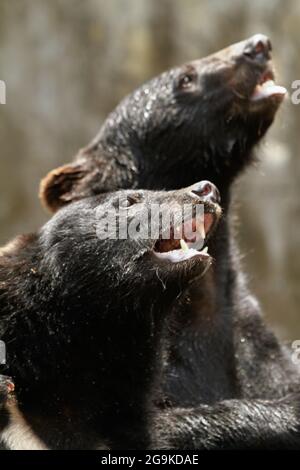 Okuhida, Nagano, Japan, 2021-26-07 , Schwarzbären im Okuhida Zoo, wo Touristen über hundert japanische Schwarzbären sehen können. Stockfoto