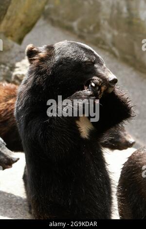 Okuhida, Nagano, Japan, 2021-26-07 , Schwarzbären im Okuhida Zoo, wo Touristen über hundert japanische Schwarzbären sehen können. Stockfoto