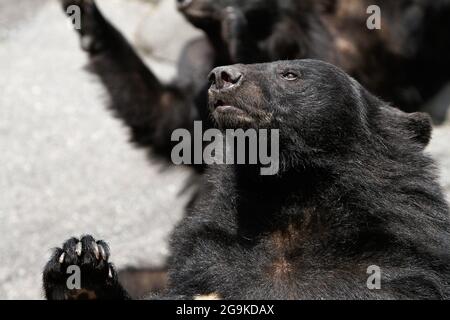 Okuhida, Nagano, Japan, 2021-26-07 , Schwarzbären im Okuhida Zoo, wo Touristen über hundert japanische Schwarzbären sehen können. Stockfoto