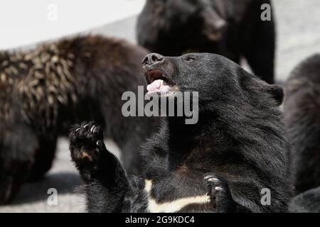 Okuhida, Nagano, Japan, 2021-26-07 , Schwarzbären im Okuhida Zoo, wo Touristen über hundert japanische Schwarzbären sehen können. Stockfoto