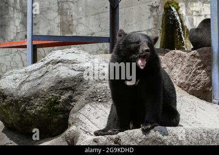 Okuhida, Nagano, Japan, 2021-26-07 , Schwarzbären im Okuhida Zoo, wo Touristen über hundert japanische Schwarzbären sehen können. Stockfoto