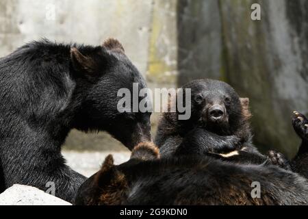 Okuhida, Nagano, Japan, 2021-26-07 , Schwarzbären im Okuhida Zoo, wo Touristen über hundert japanische Schwarzbären sehen können. Stockfoto