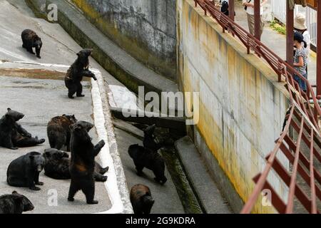 Okuhida, Nagano, Japan, 2021-26-07 , Schwarzbären im Okuhida Zoo, wo Touristen über hundert japanische Schwarzbären sehen können. Stockfoto