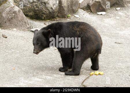 Okuhida, Nagano, Japan, 2021-26-07 , Schwarzbären im Okuhida Zoo, wo Touristen über hundert japanische Schwarzbären sehen können. Stockfoto