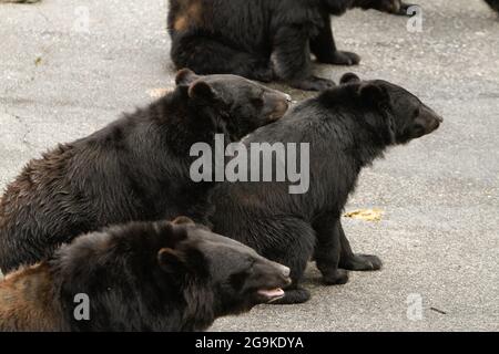 Okuhida, Nagano, Japan, 2021-26-07 , Schwarzbären im Okuhida Zoo, wo Touristen über hundert japanische Schwarzbären sehen können. Stockfoto