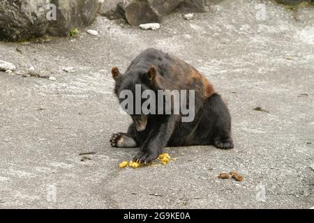 Okuhida, Nagano, Japan, 2021-26-07 , Schwarzbären im Okuhida Zoo, wo Touristen über hundert japanische Schwarzbären sehen können. Stockfoto