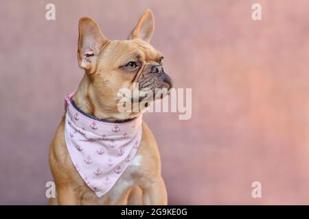 Französischer Bulldog Hund mit Halstuch Kragen auf der Seite von rosa Hintergrund mit Copy Space Stockfoto