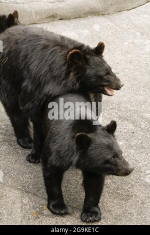 Okuhida, Nagano, Japan, 2021-26-07 , Schwarzbären im Okuhida Zoo, wo Touristen über hundert japanische Schwarzbären sehen können. Stockfoto