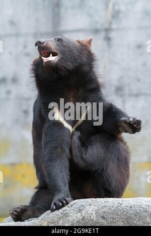 Okuhida, Nagano, Japan, 2021-26-07 , Schwarzbären im Okuhida Zoo, wo Touristen über hundert japanische Schwarzbären sehen können. Stockfoto