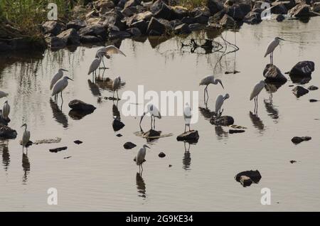 Schöne Vögel auf Vogelschutzgebiet in Indien Stockfoto